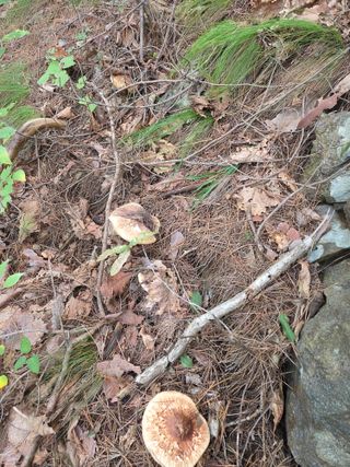 무주설천면 반딧팝님의 기타작물 · 영농일지 작성글 사진