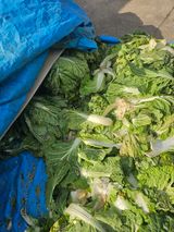 팜모닝 기타작물·영농일지 게시글 이미지