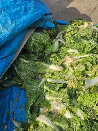 고사리.밤.육쪽마늘님의 기타작물 · 영농일지 작성글 사진