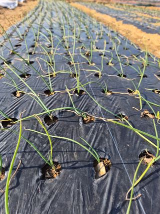 장재갑님의 기타작물 · 영농일지 작성글 사진