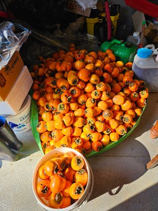 난상자님의 감 · 영농일지 작성글 사진