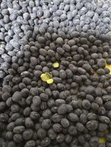 팜모닝 콩·영농일지 게시글 이미지