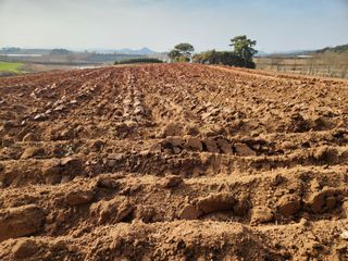 김저팔계님의 배추 · 영농일지 작성글 사진