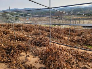 이용찬 열매마농원님의 기타작물 · 영농일지 작성글 사진