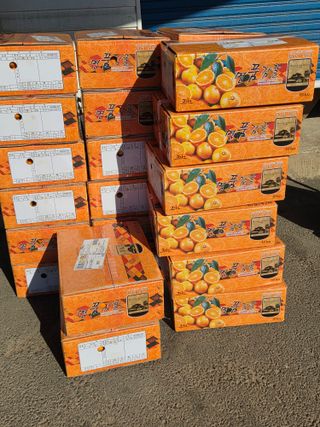 산방자연농원님의 귤 · 영농일지 작성글 사진