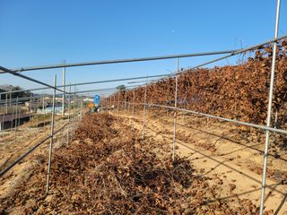 이용찬 열매마농원님의 기타작물 · 영농일지 작성글 사진