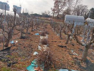 아로대추님의 기타작물 · 영농일지 작성글 사진