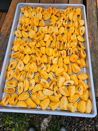 난상자님의 감 · 영농일지 작성글 사진