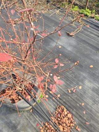 축복농장님의 블루베리 · 영농일지 작성글 사진