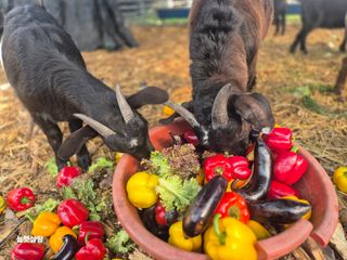 늘햇살팜 님의 기타작물 · 영농일지 작성글 사진