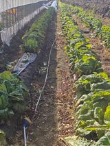 팜모닝 배추·영농일지 게시글 이미지