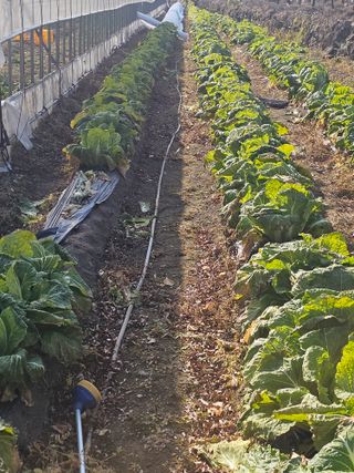 수기님의 배추 · 영농일지 작성글 사진