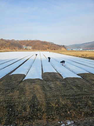 권정식님의 양파 · 영농일지 작성글 사진