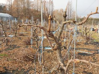 아로대추님의 기타작물 · 영농일지 작성글 사진