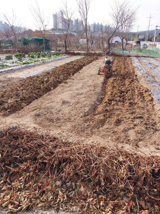 상추20832님의 기타작물 · 영농일지 작성글 사진