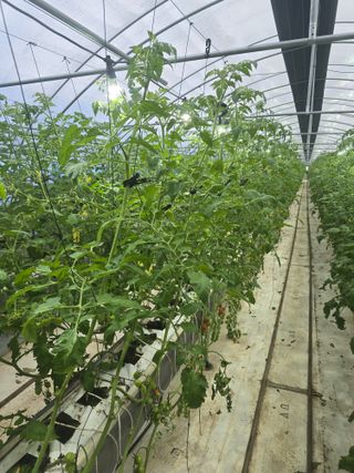 김호진님의 토마토 · 영농일지 작성글 사진