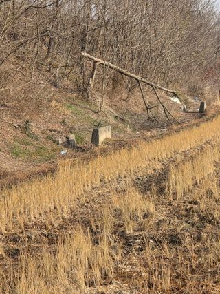 백현호님의 벼 · 영농일지 작성글 사진