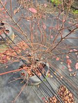 팜모닝 블루베리·영농일지 게시글 이미지