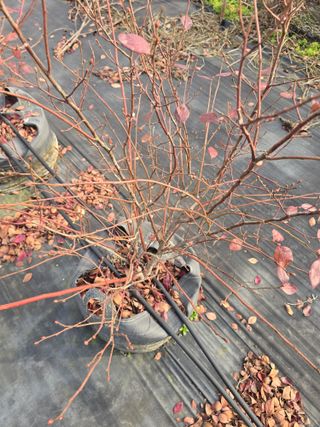 축복농장님의 블루베리 · 영농일지 작성글 사진