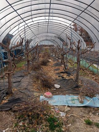 아로대추님의 기타작물 · 영농일지 작성글 사진