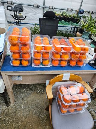 난상자님의 감 · 영농일지 작성글 사진