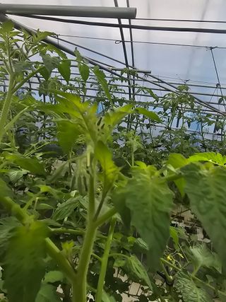 김호진님의 토마토 · 영농일지 작성글 사진