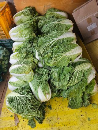 고사리.밤.육쪽마늘님의 기타작물 · 영농일지 작성글 사진