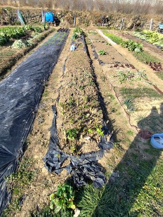 조영기님의 기타작물 · 영농일지 작성글 사진