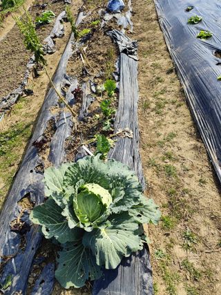 조영기님의 기타작물 · 영농일지 작성글 사진