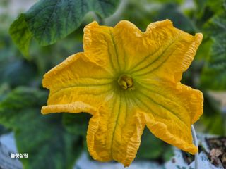 늘햇살팜 님의 기타작물 · 영농일지 작성글 사진