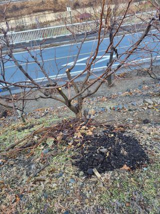 김용대님의 감 · 영농일지 작성글 사진