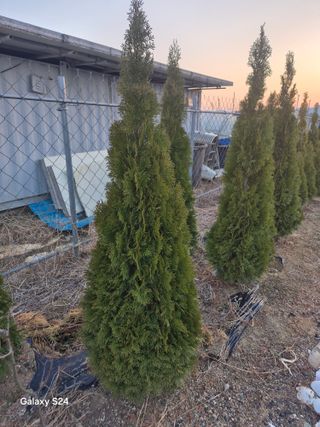 영천경마장조경수농원님의 기타작물 · 영농일지 작성글 사진