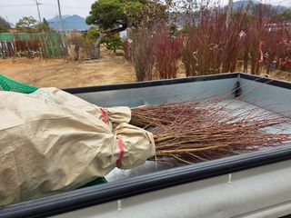 김정훈님의 복숭아 · 영농일지 작성글 사진