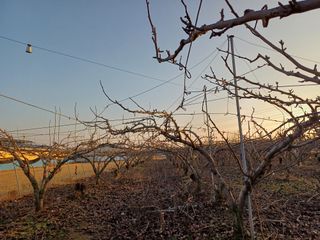 이철우님의 배 · 영농일지 작성글 사진