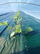 팜모닝 기타작물·영농일지 게시글 이미지