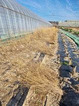 팜모닝 기타작물·영농일지 게시글 이미지