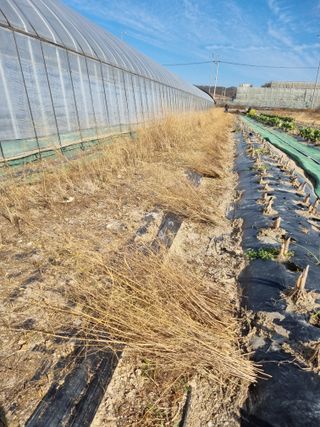 이명숙님의 기타작물 · 영농일지 작성글 사진