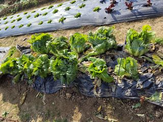 조영기님의 기타작물 · 영농일지 작성글 사진