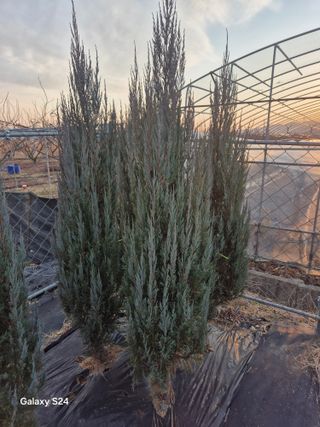 영천경마장조경수농원님의 기타작물 · 영농일지 작성글 사진