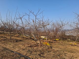 철남 김희곤님의 사과 · 영농일지 작성글 사진