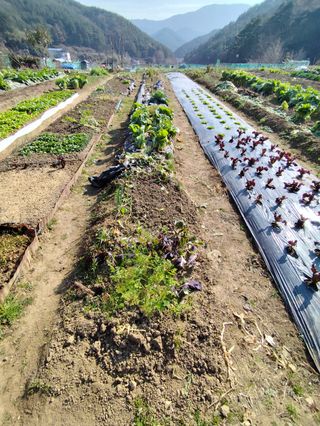 조영기님의 기타작물 · 영농일지 작성글 사진