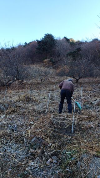 이순기님의 기타작물 · 영농일지 작성글 사진