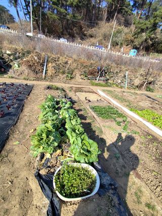 조영기님의 기타작물 · 영농일지 작성글 사진