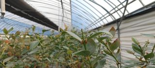 류근택님의 블루베리 · 영농일지 작성글 사진