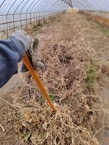 팜모닝 호박·영농일지 게시글 이미지