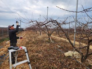 꿀복이농장님의 복숭아 · 영농일지 작성글 사진