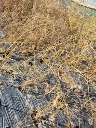 이명숙님의 기타작물 · 영농일지 작성글 사진