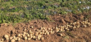 이정홍님의 기타작물 · 영농일지 작성글 사진