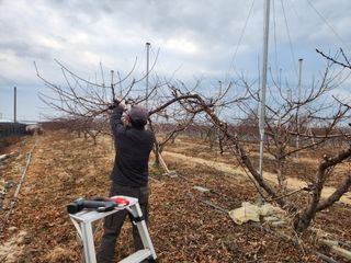꿀복이농장님의 복숭아 · 영농일지 작성글 사진
