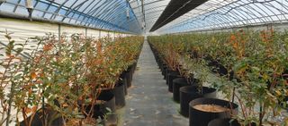 류근택님의 블루베리 · 영농일지 작성글 사진